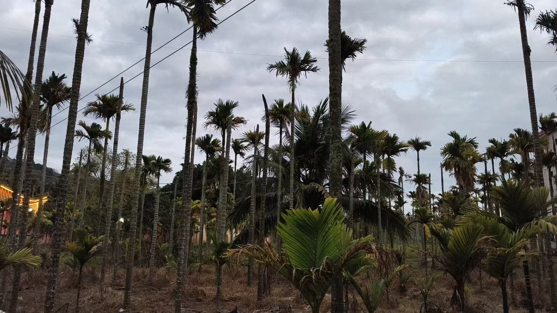 海南槟榔种植户灾后收成两极分化：有的收入上百万，有的仅收几百元